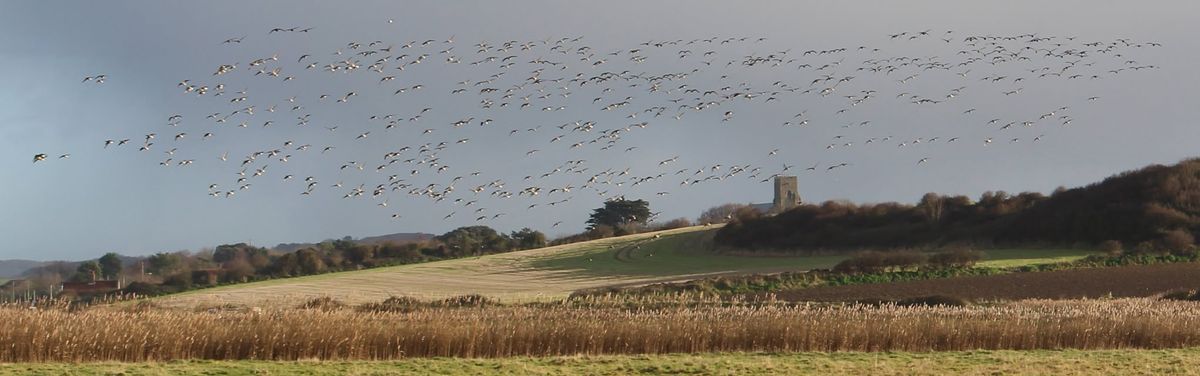 Guided Walk at NWT Cley Marshes