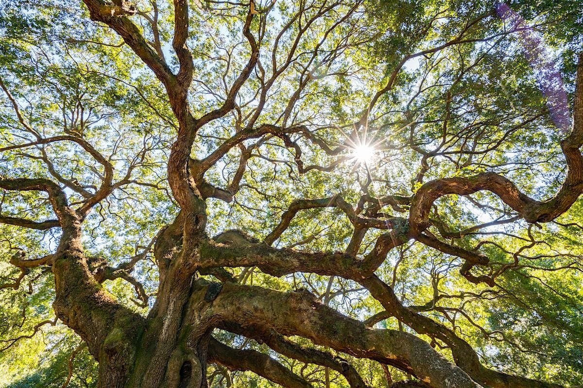 Tree Giveaway at Reed Park