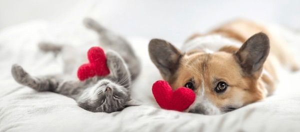 Earthwise Pet Valentine\u2019s Day Pawty