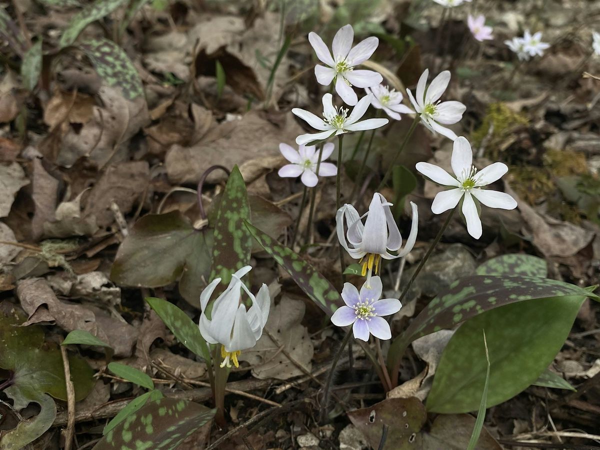 Signs of Spring Long Hike