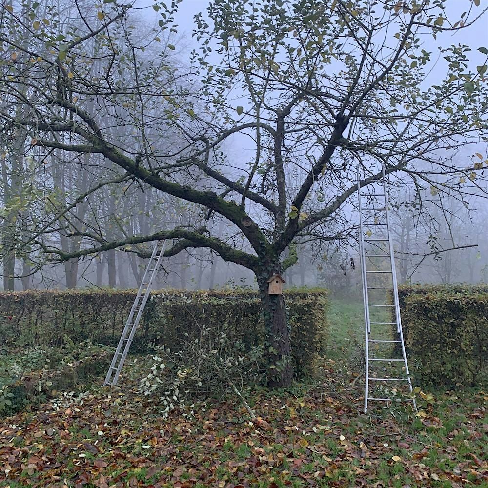 Taille d'arbres frutiers