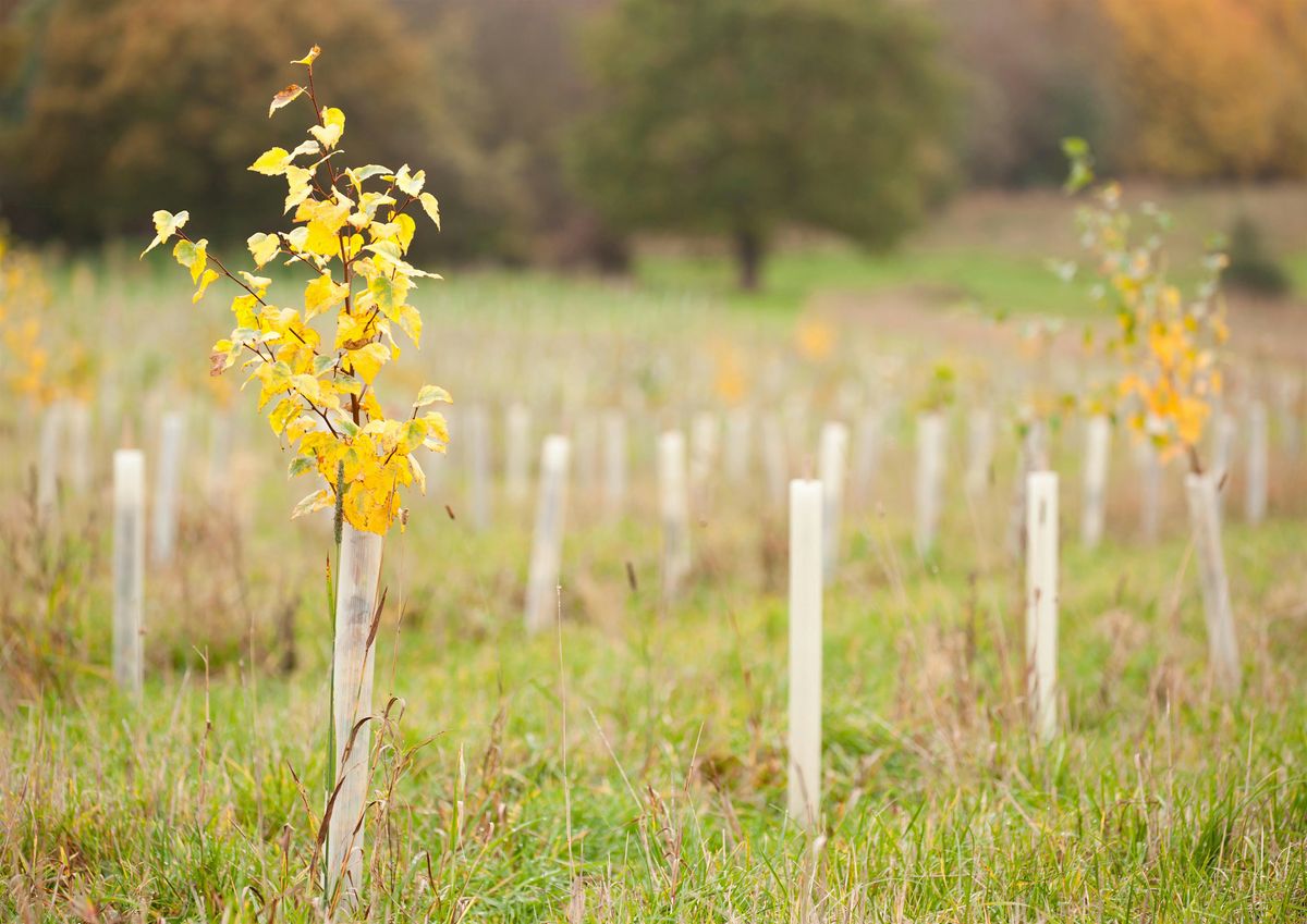 Tree selection and grants - a woodland event