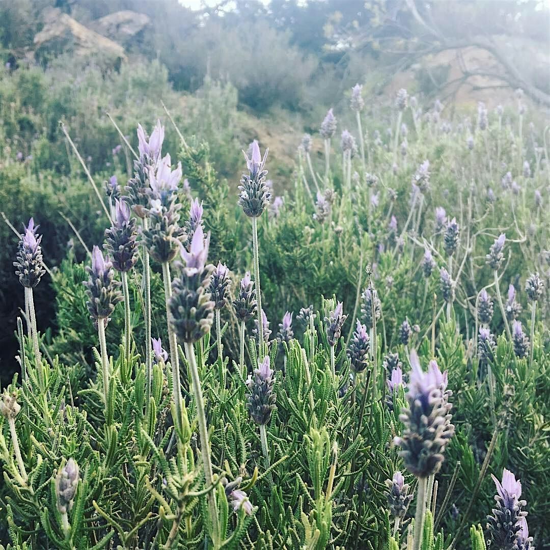 Supportive Herbs for Queer Health with Ocotillo Herbals