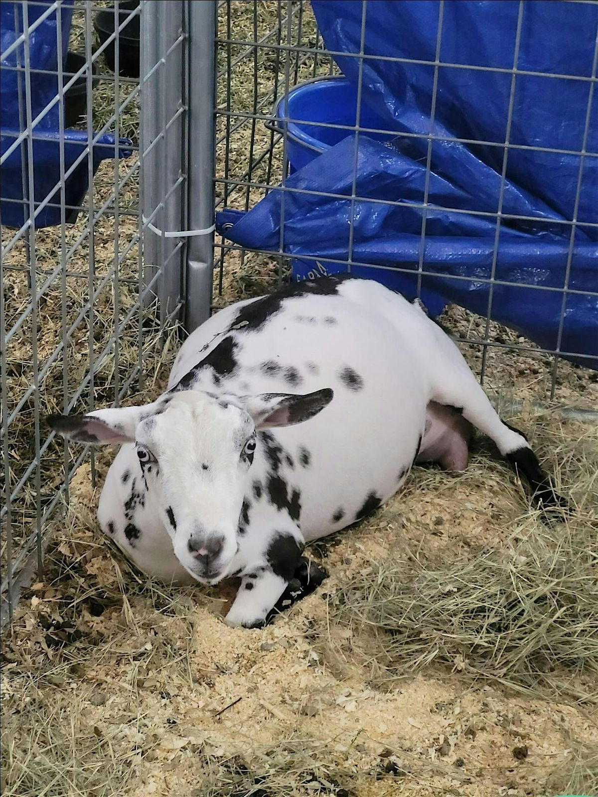 Farm Small Ruminant\/Pasture Health Workshop