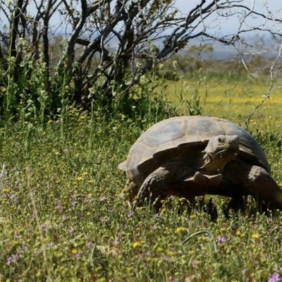 Desert Tortoise Preserve Committee