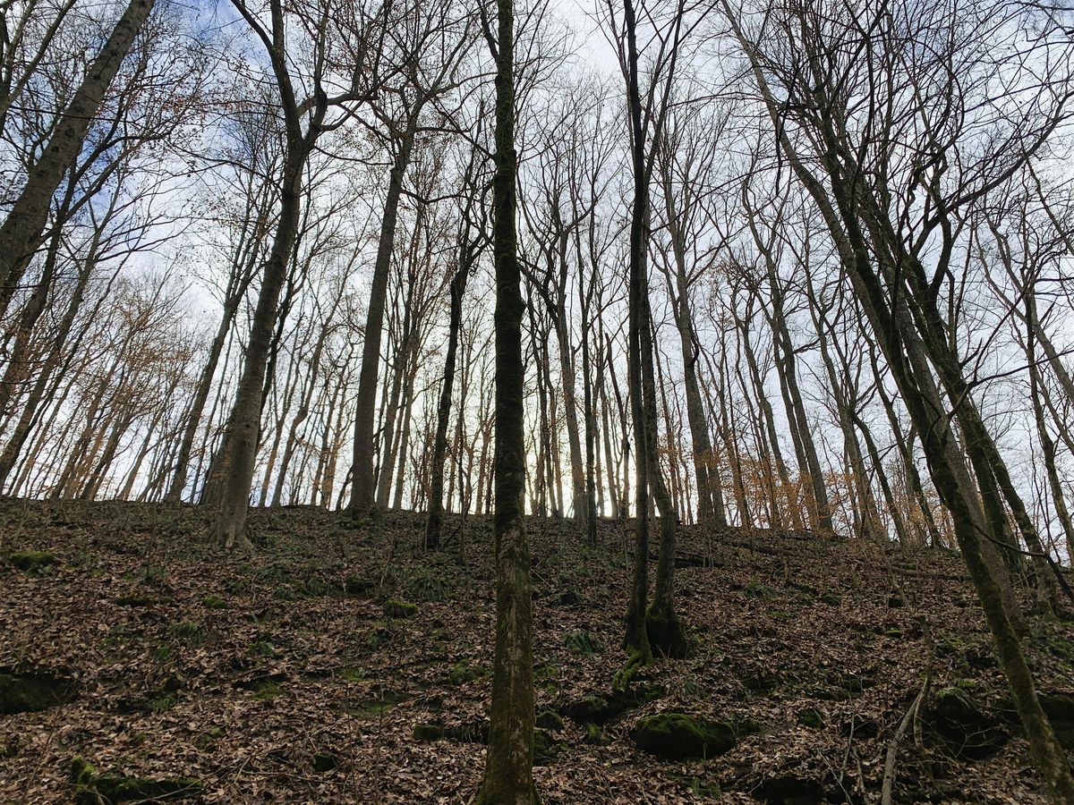 Joy Gleghorn Nature Preserve December Walk