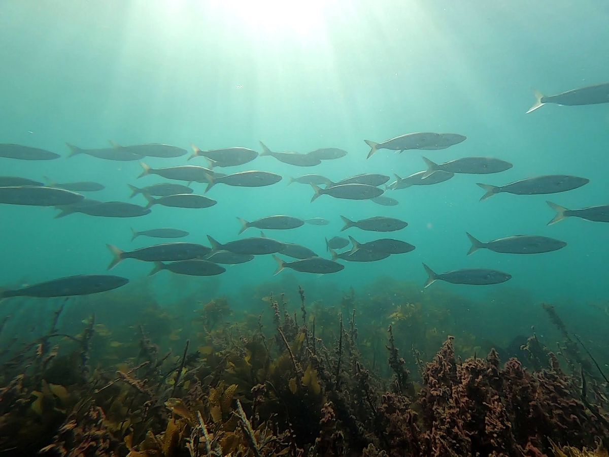 Long Bay Okura Marine Reserve - Why & How
