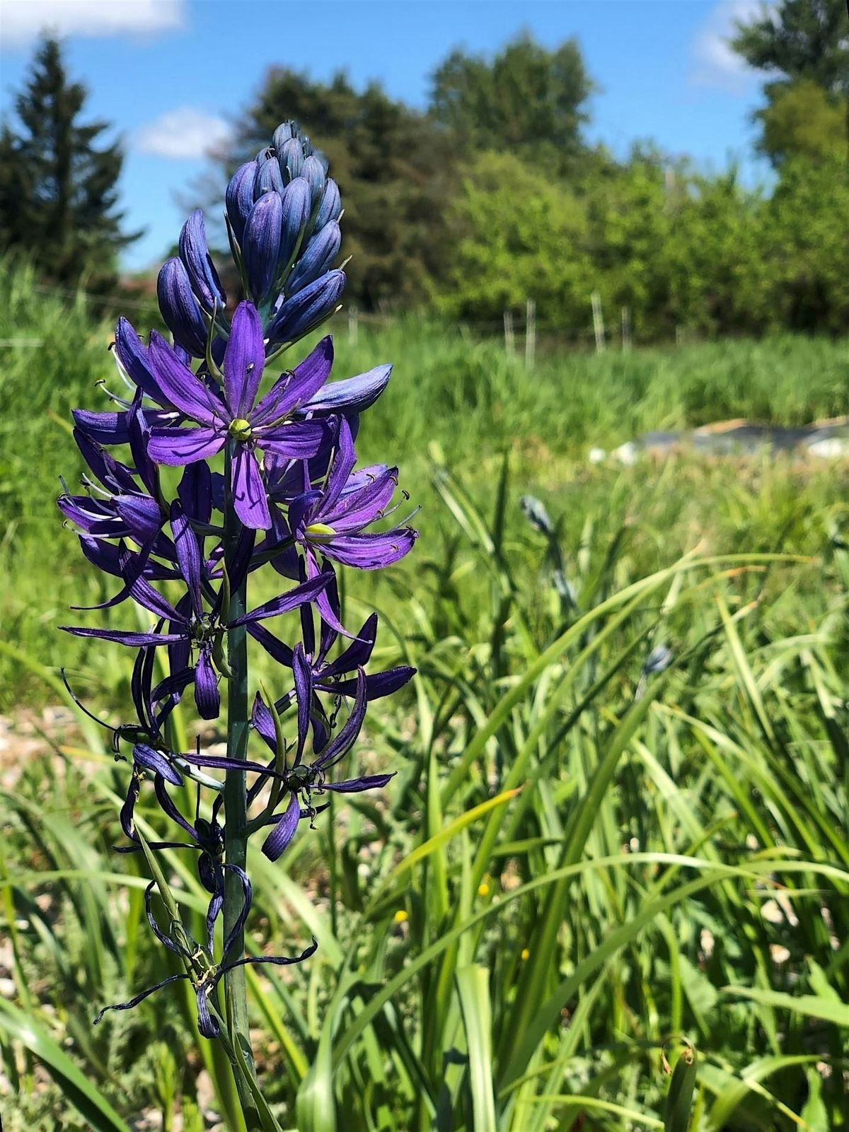 Indigenizing Restoration- April 2026