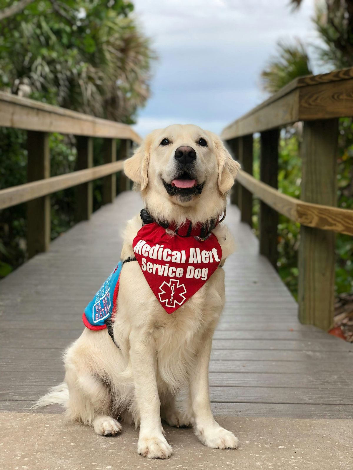 TSHCSW: Service Animals by Gayle Crabtree