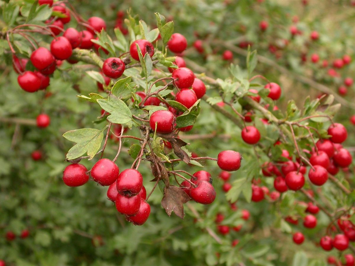 Langdon Foraging in Winter Walk