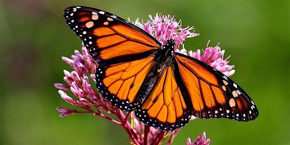 10-04-2025: Attracting Wildlife to Your Florida-Friendly Yard