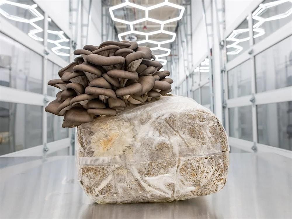 January Pre-Fermenter Treat