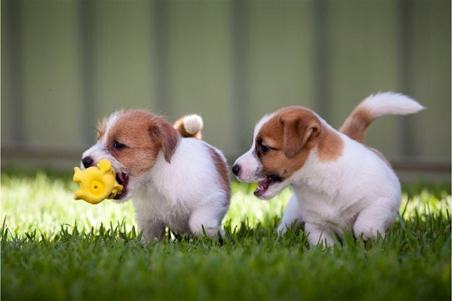 Puppy Socialization Class at Good Boy Jack's (9-16 Weeks)