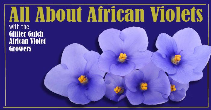 All About African Violets
