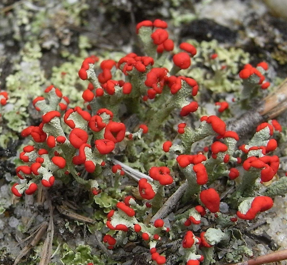 NJ Audubon: Likeable Lichens Workshop