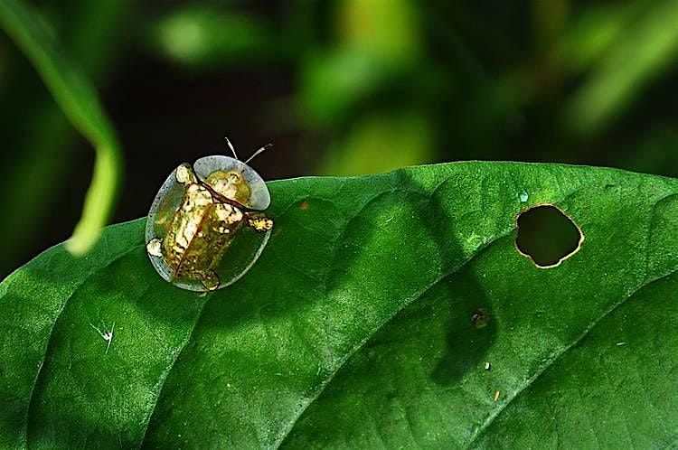 Tortoise Beetle & Mini Cloche Workshop