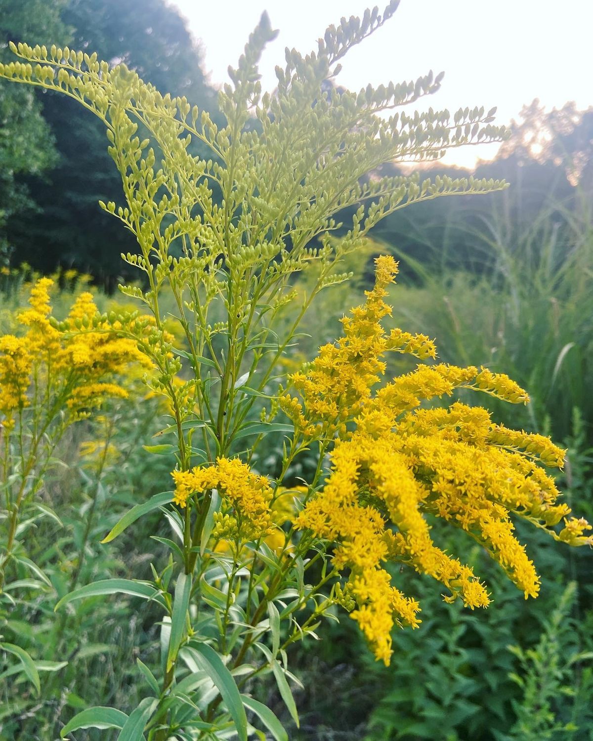 FALL NATIVE PLANT SWAP 