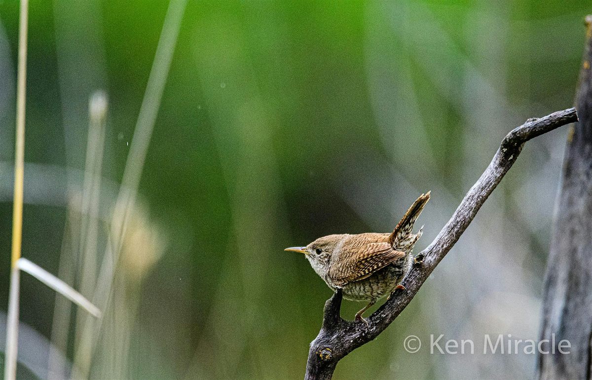 Wednesday Birders  Foote Park Wren Hike