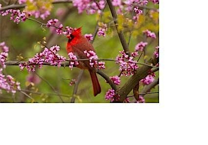 Supplemental housing and feeding of birds - Virtual Event