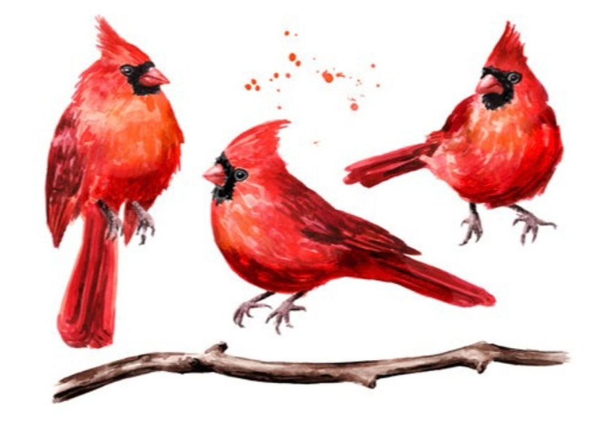 Watercolor Cardinal Class