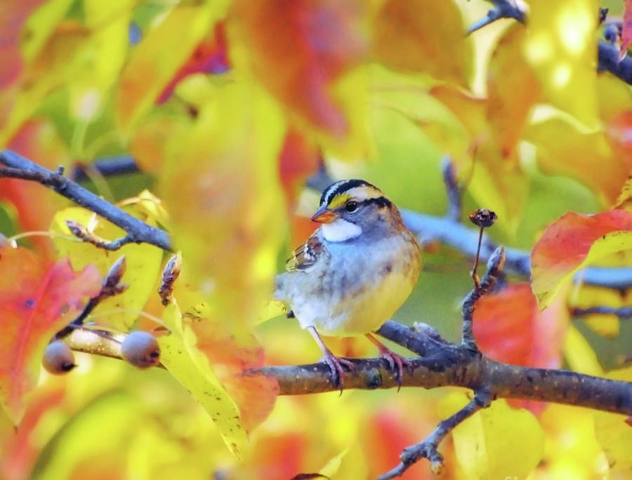 Fall Migration Bird Walk