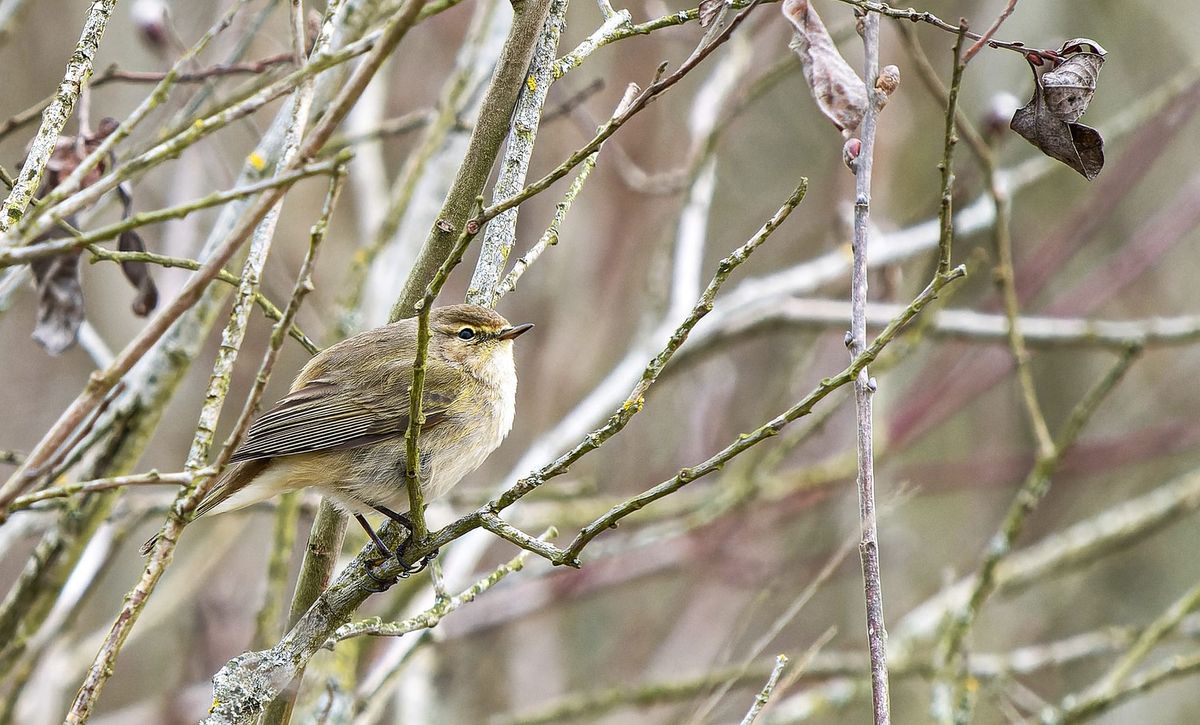 Sortie ornitho : \u00e0 la rencontre des oiseaux