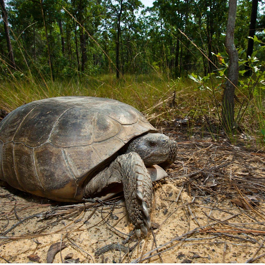 Wildlife Spotting Walk at George LeStrange Preserve