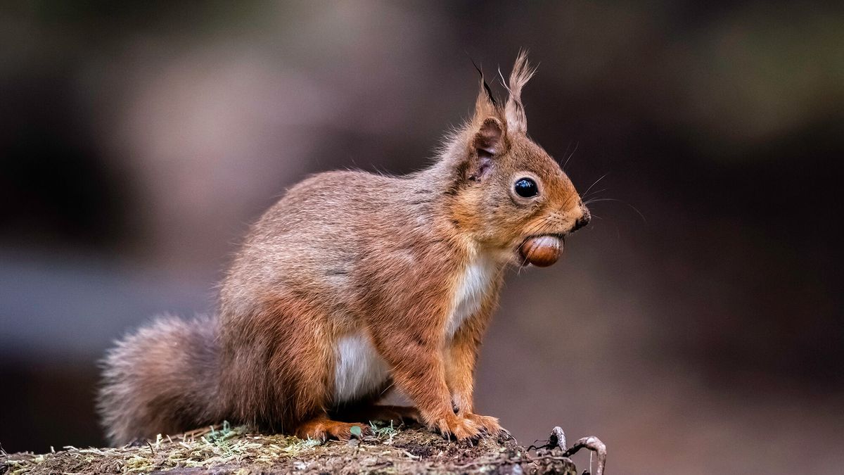 Squirrel Safari at Crathes Castle