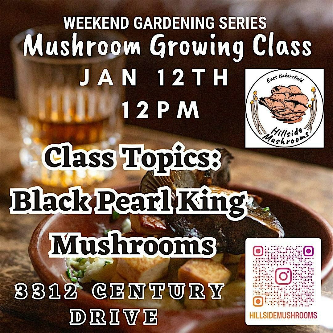 Mushroom Gardening Series: Black Pearl King Mushrooms