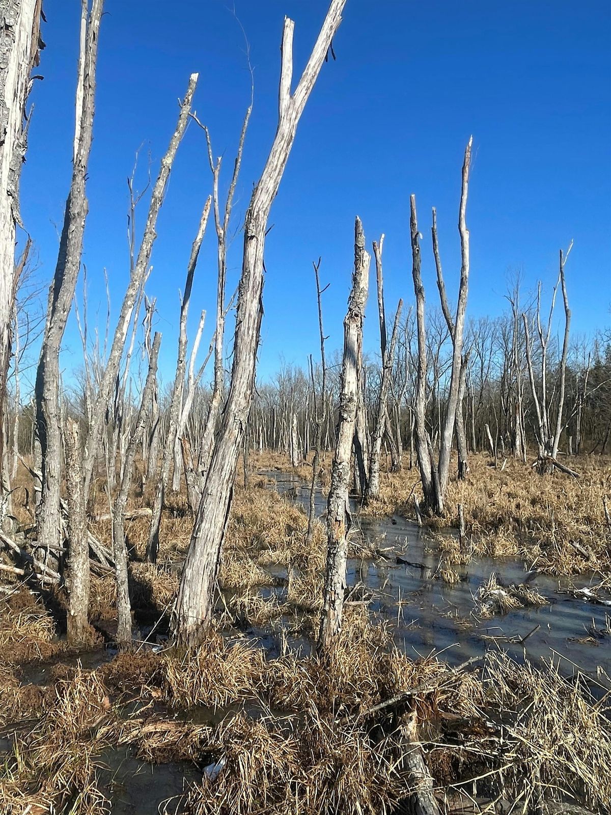 Homeschool Day: Habitats and Adaptations