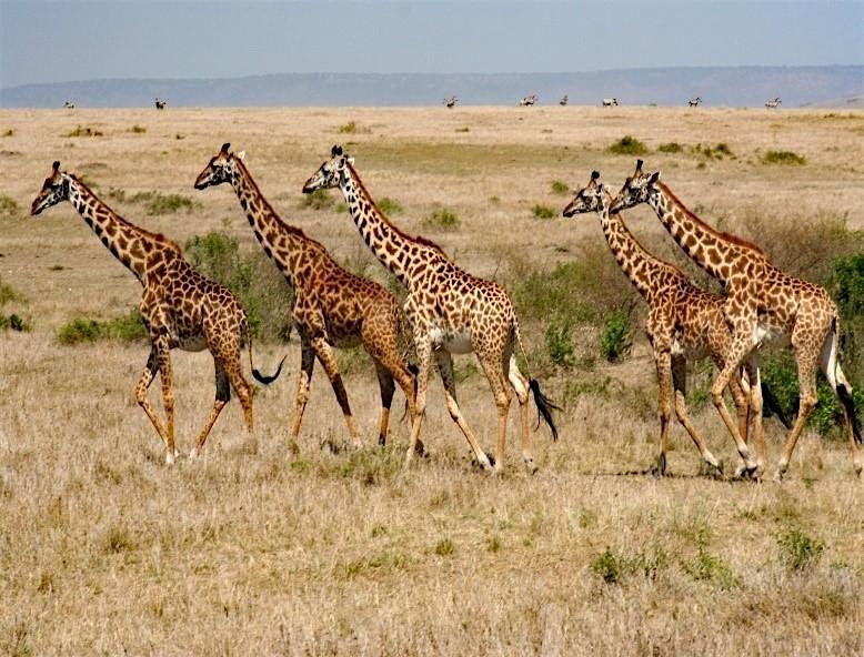 Travel Talk: Safari Africa