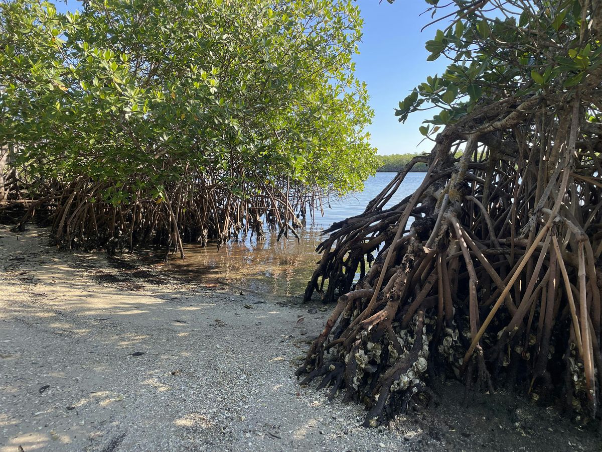 Florida's Marvelous Mangroves