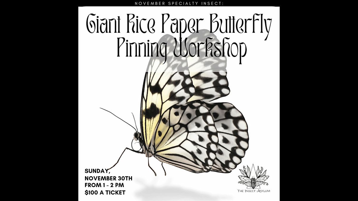 Giant Rice Paper Wing Butterfly Pinning Workshop