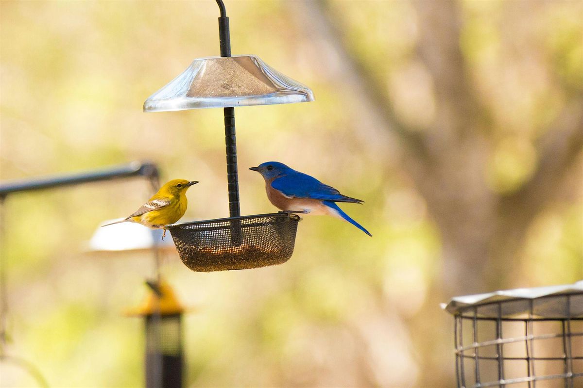 Lunch & Learn:  Backyard Birding