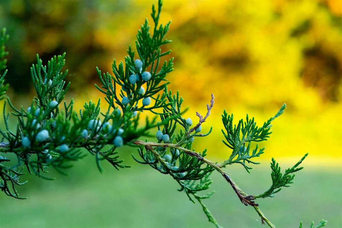 Juniper Lore with Kari Tauring