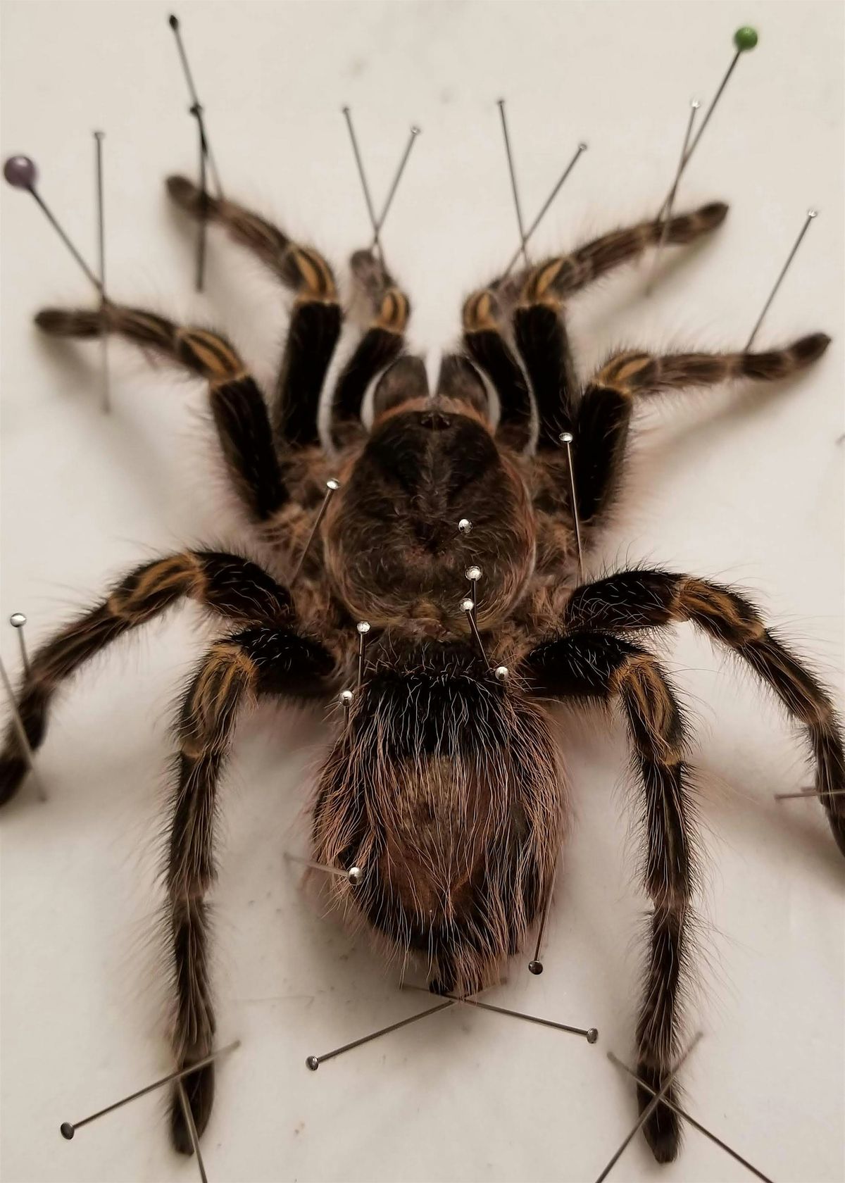 The Basics of Tarantula Pinning