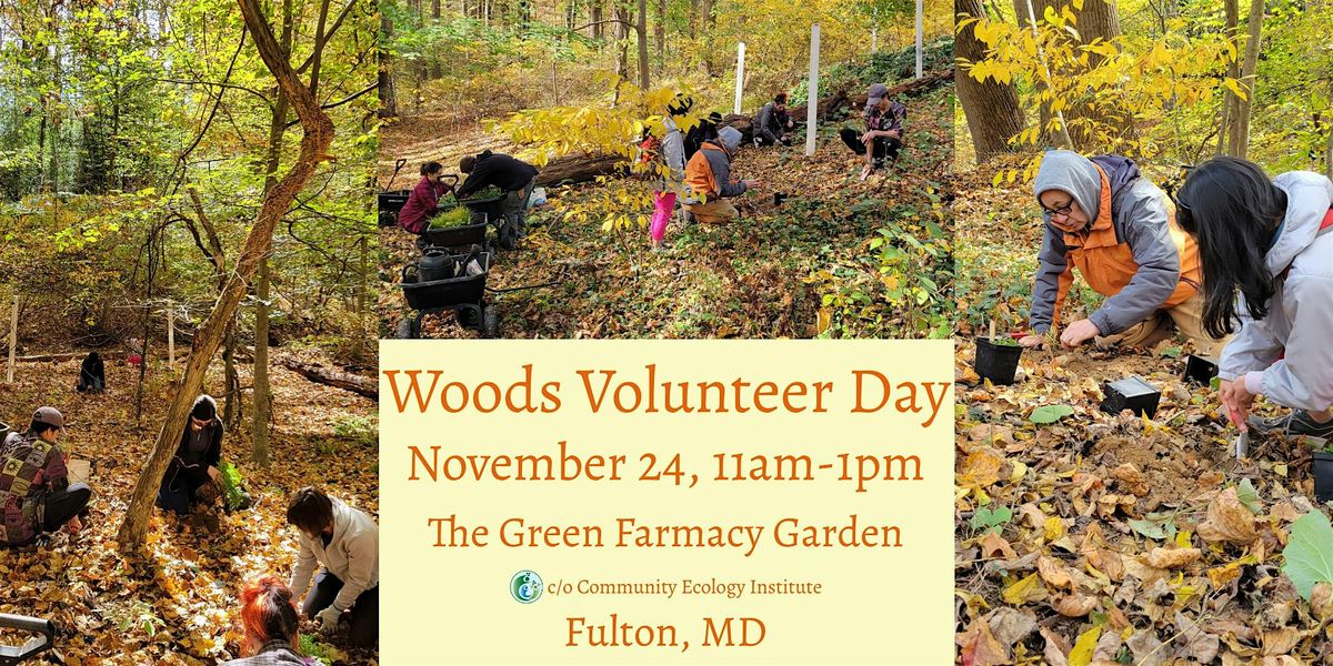 November Volunteer Day: Woodland plants