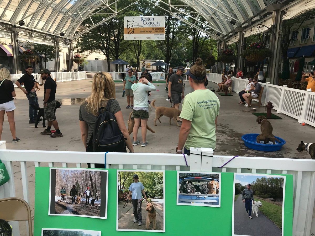 Pups in the Pavillion