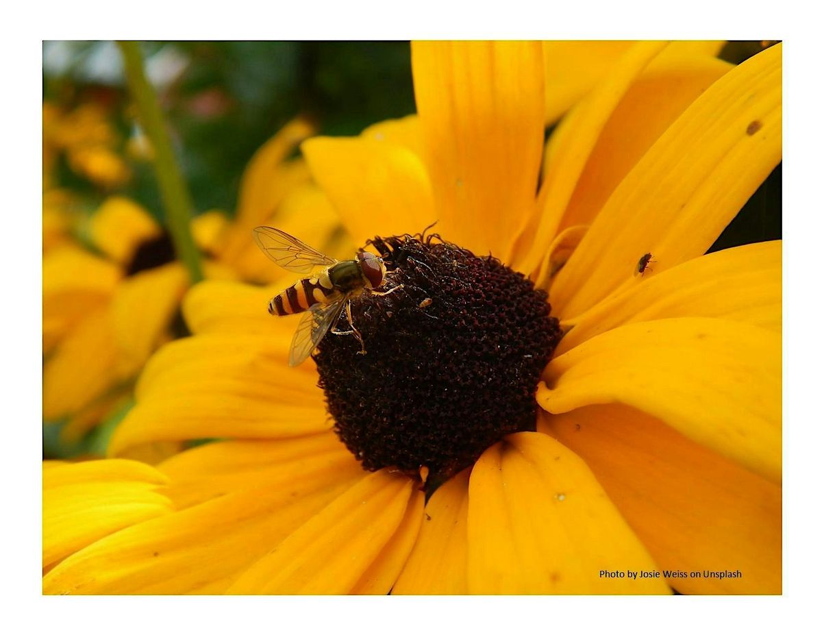 Frederick County Master Gardener: Invasive Plants&Native Plant Alternatives