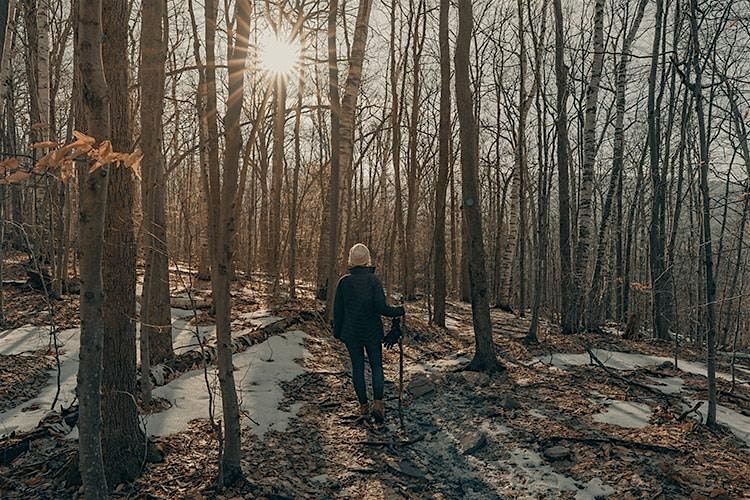 Winter Tree ID & Landscape History Walk: Arms Forest