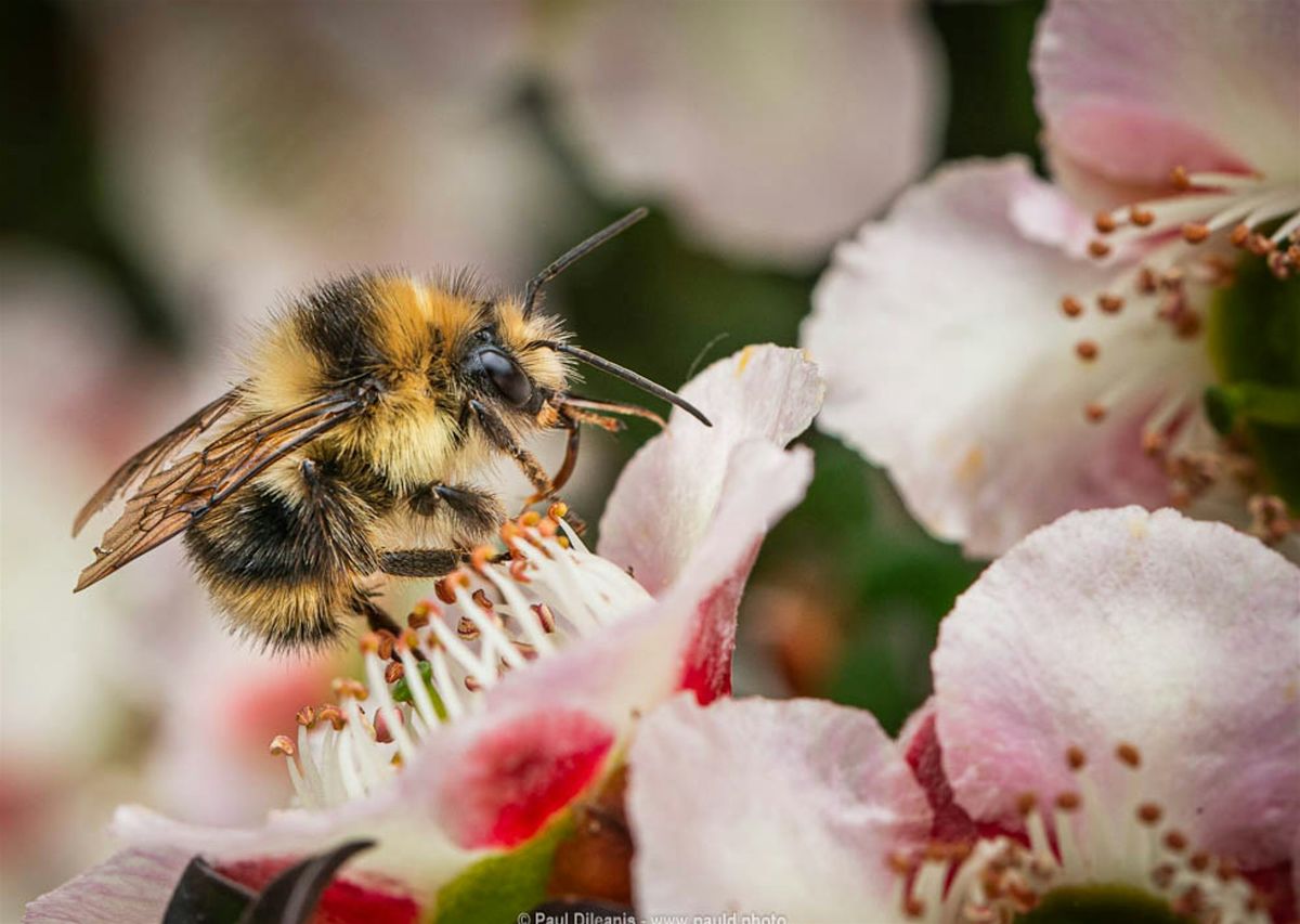 Introduction to Macro and Close-Up Photography