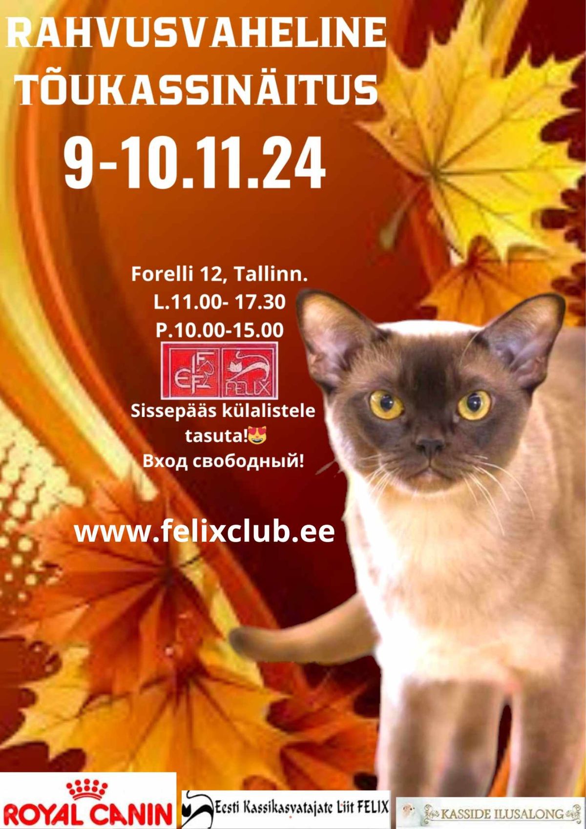 WELCOME TO 240 and 241 INTERNATIONAL CAT SHOWS IN ESTONIA , TALLINN , FELIX IN NOVEMBER 09 -10th