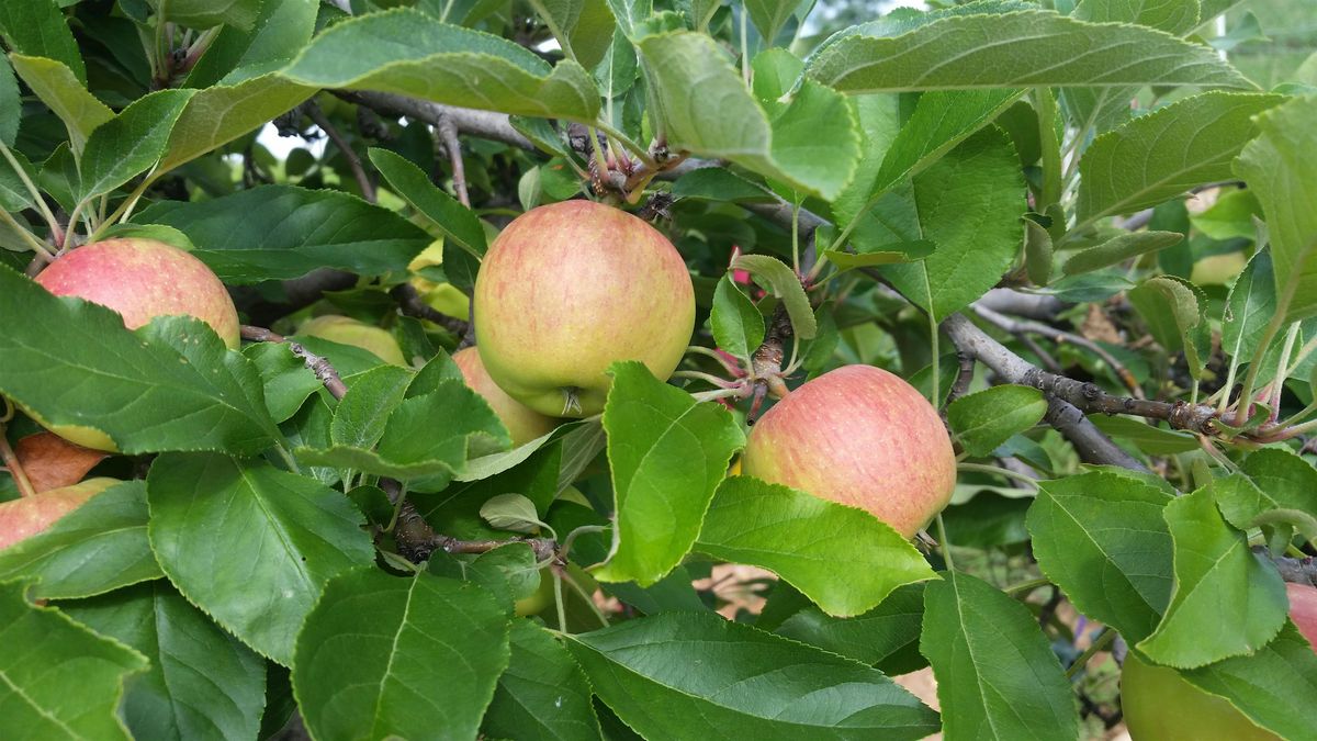 Learn to Grow: Small Fruit and Tree Fruit for the Home Gardener