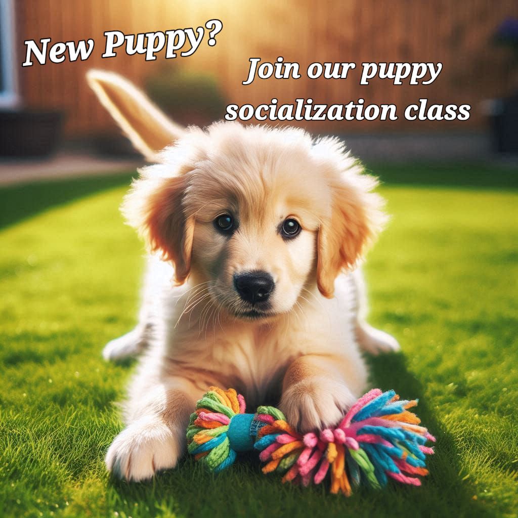 New puppy socialization class