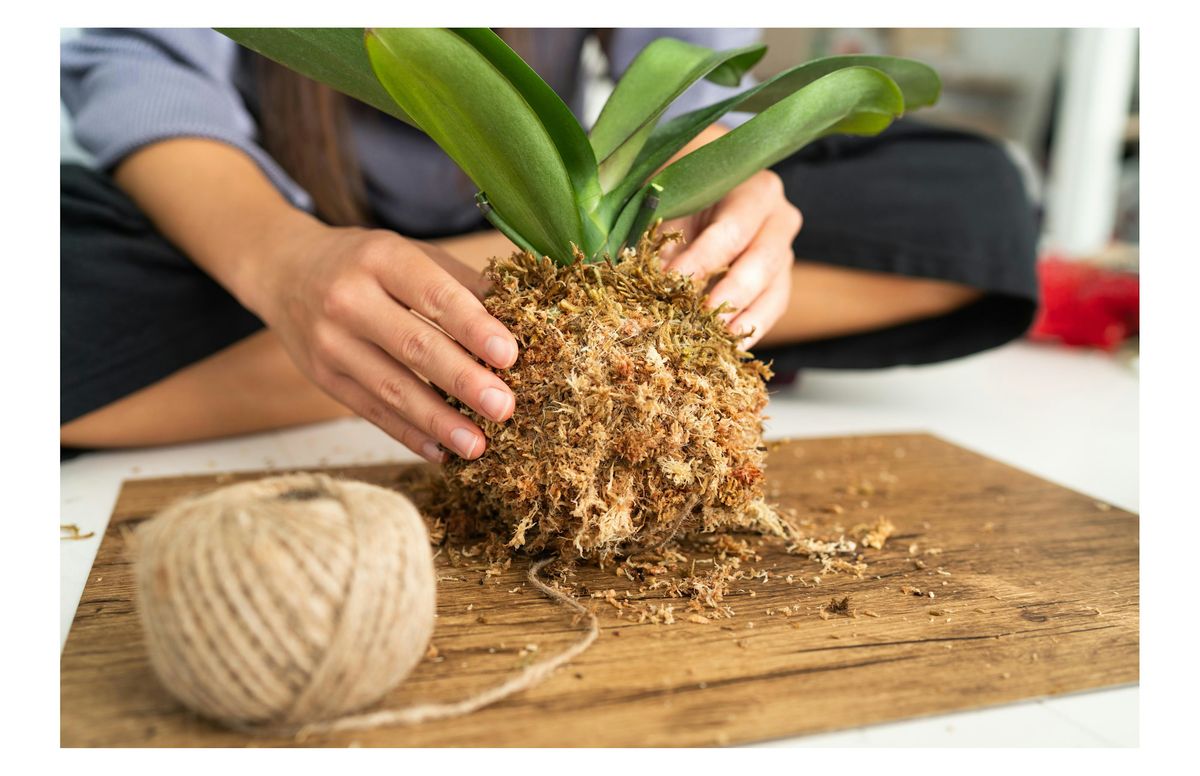 Creating Kokedama with UncommonPlantGuy