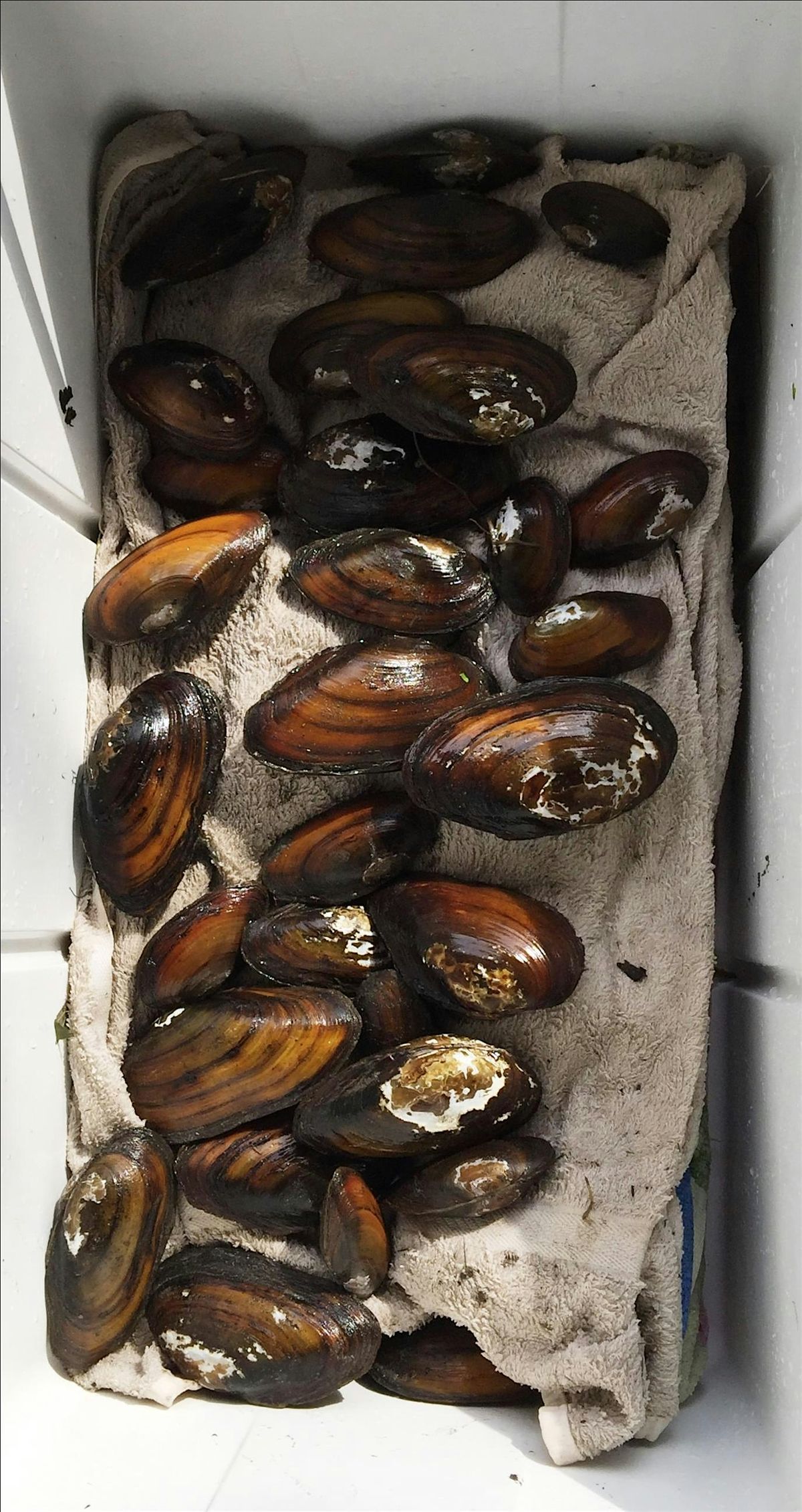 Freshwater Mussels Field and Monitoring - September 2025