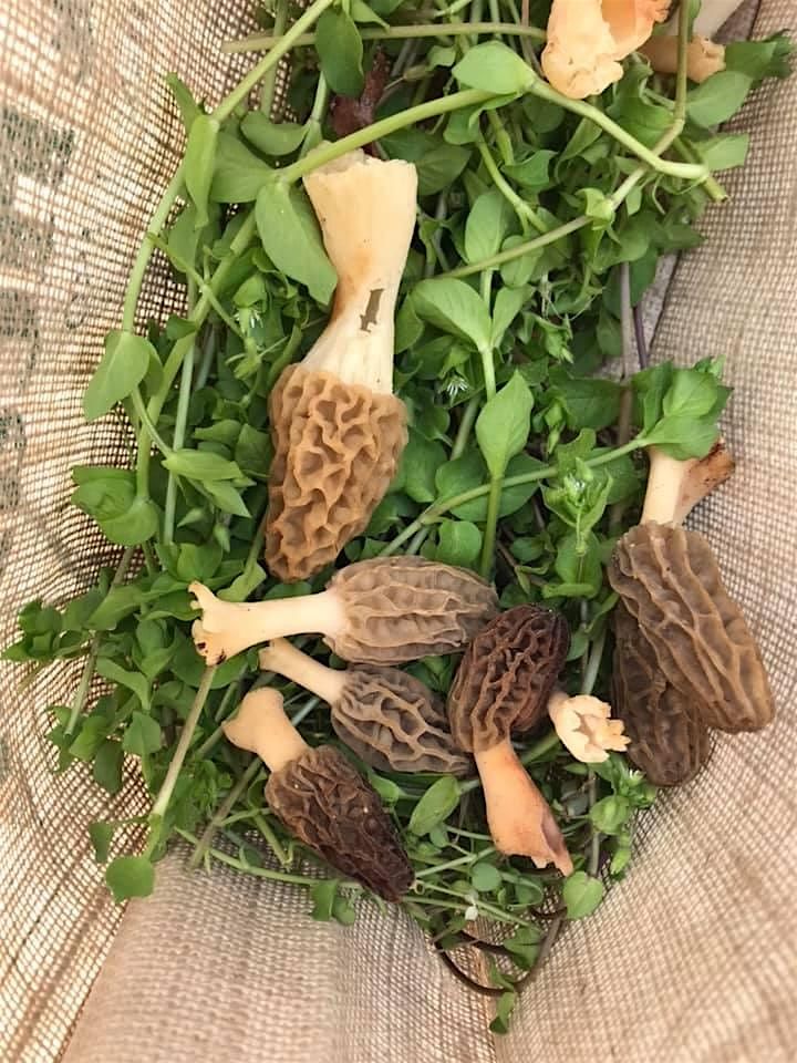 Fall Forest Treasures: Fungi & Nut Foraging Expedition