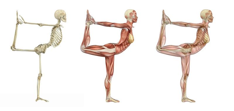 Anatomy Best Practices for Yoga Teachers | Continuing Education | 10 Hour Immersive