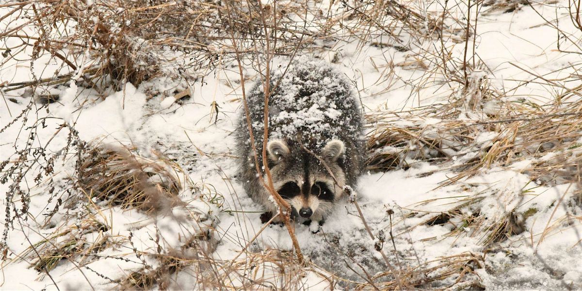 Wonderful Winter Wildlife (Free Children's Program)