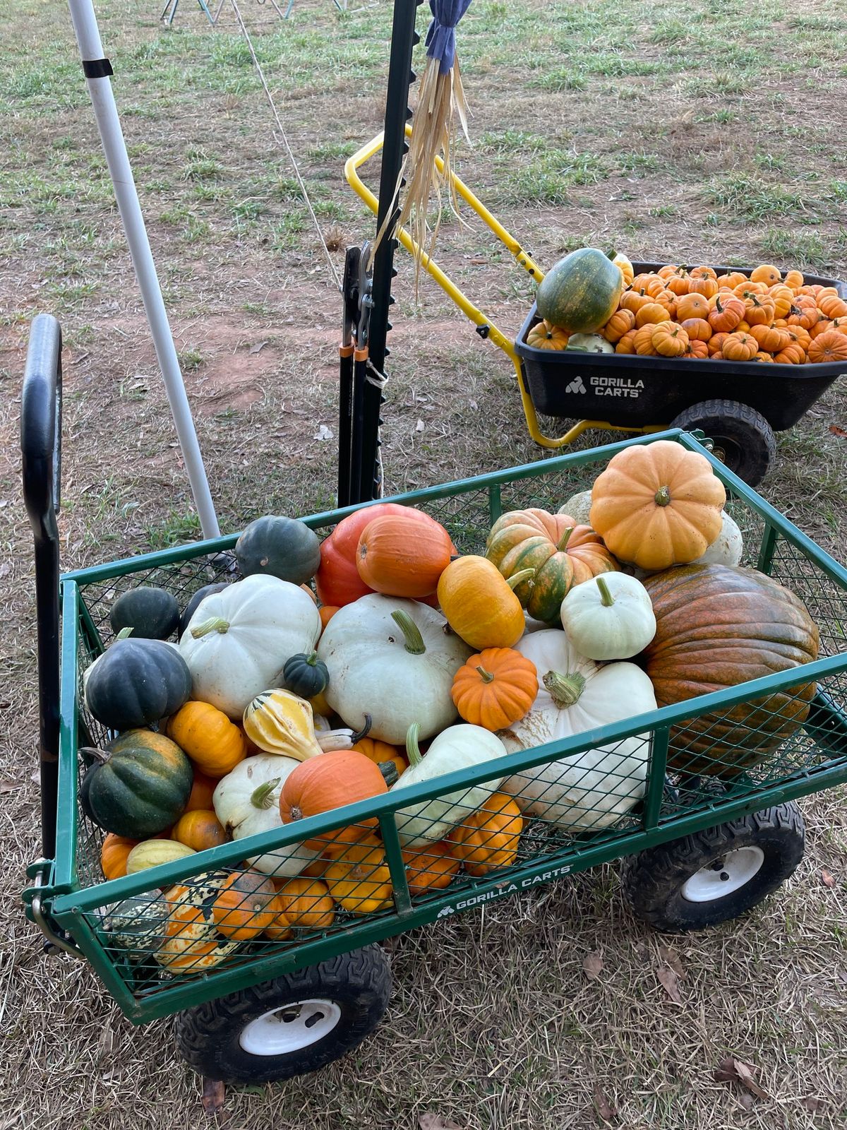 Pick your own Pumpkins & Farm Fun